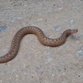 Девојчицу (10) ујела змија у школи Хитно је превезли у болницу