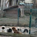 Trgovina kućnim ljubimcima: Uhapšen muškarac iz Kruševca zbog nelegalne prodaje skupocenih rasa pasa (foto)