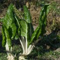 Povrće koje je nutritivna bomba, a ima samo 35 kalorija