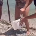 Panika na lefkadi: Turisti u plićaku uočili zmiju dužu od metar i po, pa je uhvatili golim rukama: Pogledajte kako su obuzdali…