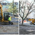Urbani džepovi u Rumi dobijaju novi život! Starija stabla se menjaju kvalitetnim sadnicama
