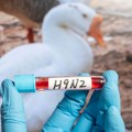 Prvi slučaj ptičjeg gripa potvrđen u Evropi: Sve što bi trebalo da znate kada virus pređe na čoveka