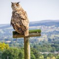 Pustili su 500 sova u vinograd, ono što se desilo ostavilo ih je bez reči: "Rezultati su neverovatni"