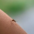 Grčka beleži rast slučajeva virusa Zapadnog Nila: ukupno 157 zaraženih, 13 preminulih