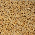 Rast cena primarnih ratarskih kultura na Produktnoj berzi