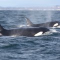Ženke orke štite i brinu se o svojim sinovima do kraja života
