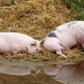 Povratak pošasti Afrička kuga registrovana je u okolini Bijeljine na farmi sa blizu 1.000 svinja!