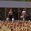 Nemanju i zdravka je gledalo pola miliona: Skinuli se za hit reklamu za farmu jaja (video)