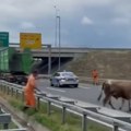 Krava blokirala: Auto-put Prizor na nevericu kod Novog Sada: Putari je jure, na licu mesta i policija (video)