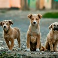 I životinje trpe vrućine: Kako u vrelim danima možemo da pomognemo napuštenim psima i mačkama