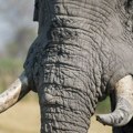 Uginula glavna atrakcija zoološkog vrta u Delhiju: Šankar nije bio bolestan, hitno je naložena istraga