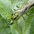 Posebna veština insekta mogla bi da unese revoluciju u hirurgiju