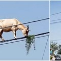 (Video) Neverovatna cirkuska tačka uživo: Koza opušteno balansira na žicama dalekovoda 6m iznad tla i gricka lišće?! Svi…