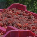 Ariljsko malinogorje pred izazovom: Zašto je "vilamet" nezamenljiv i koje opasnosti donosi uvozni sadni materijal?