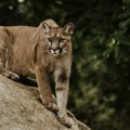 Otkud puma u šumama Poljske: Velika mačka uhvaćena posebnim mamcima