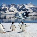 Prvi put zabeležen kamerom snimak pingvina koji je oduševio svet VIDEO