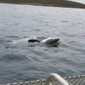 Dron snimio morsku neman kako pliva uz obalu: Meštani u šoku, oglasili se i naučnici