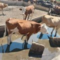 Stotine krava i konja na Suvoj planini ostavljeni bez vode, meštani traže pomoć države