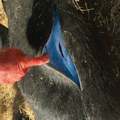 Svet u šoku - otkrivene divlje svinje sa neonsko plavim mesom: Slike su jezive, naučnici digli uzbunu!