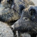 Svet u šoku - otkrivene divlje svinje sa neonsko plavim mesom: Slike su jezive, naučnici digli uzbunu!