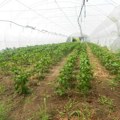 Podnošenje zahteva za subvencije za organsku proizvodnju do 7. novembra