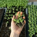 Konkursi za agro i ženske biznise