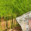 Mislili ste da su maline jedini isplativ biznis? Srpski poljoprivrednici prelaze na "belo zlato" koje košta i do 3.000 dinara…