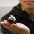 Bubašvabe kojima upravljaju ljudi: Naučnici ih pretvorili u neobične spasilačke agente