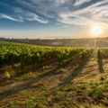 Slovenska vinska regija na europskom vrhu