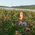 Trinaestogodišnjakinja peva da odagna muku i vrelinu dok bere maline (video)
