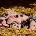 Proizvođači svinja Moravičkog okruga: 40 dana zabrane za premeštanje svinja, uskoro baza podataka o domaćim životinjama