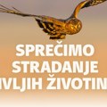 Radionica „Spečimo stradanje divljih životinja“ u Sremskoj Mitrovici: Zajednički napor za očuvanje rirode