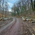 FOTO: Posečeno stotinak stabala na Fruškoj gori, OŠFG tvrdi da je seča bespravna
