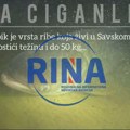 Neverovatan podvodni prizor na Adi Ciganliji: Čačanski ronici usnimili kapitalni primerak ribe Tolstolobik, dugačka preko…