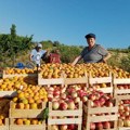 Da li biste brali voće i povrće u Nemačkoj za platu od 2.500 evra?! Poslodavac obezbeđuje prevoz i smeštaj! Može i bez EU…