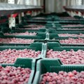 "Држава не може декретом да одреди цену малине", Мартиновић: Нови састанак са малинарима у петак у подне