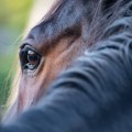 U požaru u ergeli u Francuskoj stradalo 70 konja