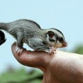 Da li znate šta je sugar glider: O neobičnoj životinji koju mnogi žele za ljubimca postoje dva glavna mita