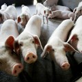 Poskupele tovne svinje i krmače: Zabeležen rast cena jagnjića i jarića u Kraljevu, u Čačku drugačija situacija