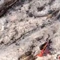 Najjeziviji snimak posle požara u šumi u Srbiji! Sve je sivo: Evo šta ostane kad bacite pikavac u suvu travu