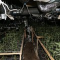 Kod Gnjilana otkrivena plantaža sa oko 500 stabljika kanabisa, tri osobe uhapšene