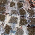 Kragujevčanin uhapšen sa 2,2 kilograma marihuane upakovane u vakumirane kesice