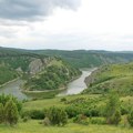 Velika retkost na Pešteru posle nekoliko decenija : Ptica crnokrili zijavac svratila da se odmori