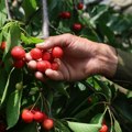 Višnje u Srbiji dobro rodile za razliku od prošle godine