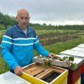 Пчелари у Србији имају разлога за задовољство: стижу одлични приноси, а држава даје 1.000 динара по кошници
