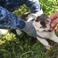 VIDEO: Mačku koristili za šverc droge u ruski zatvor