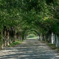 Vožnja kroz bajku kod Zrenjanina: Ovaj magični zeleni tunel vodi u selo u kom komšije govore pet jezika, a rode su svete ptice…