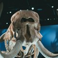 Neobično otkriće u Kaliforniji: u potoku pronađen zub mastodonta star najmanje 10.000 godina