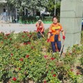 Kontrola stabala u Majakovskog: JKP Mediana uređuje zelenilo širom Niša
