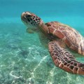 Apel stručnjaka: Morske kornjače ne napadaju, ako vas ugrize to znači da se branila